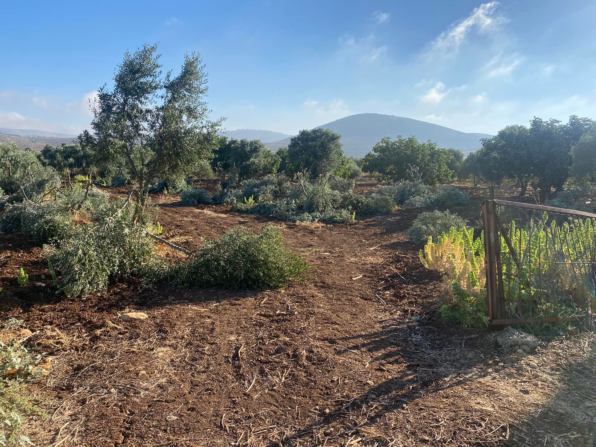 مستوطنون يقطعون عشرات أشجار الزيتون في ترمسعيا